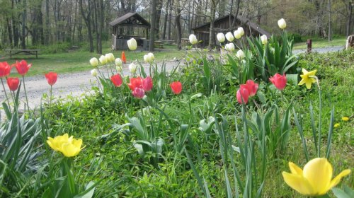 Colorful tulips in red, yellow, and white bloom along a grassy path near wooden structures in a lush, green setting.