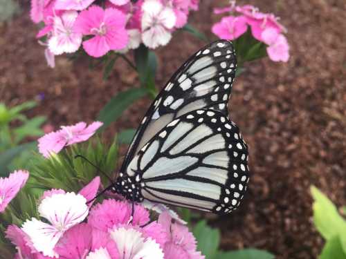 A black and white butterfly perched on vibrant pink flowers in a garden setting.