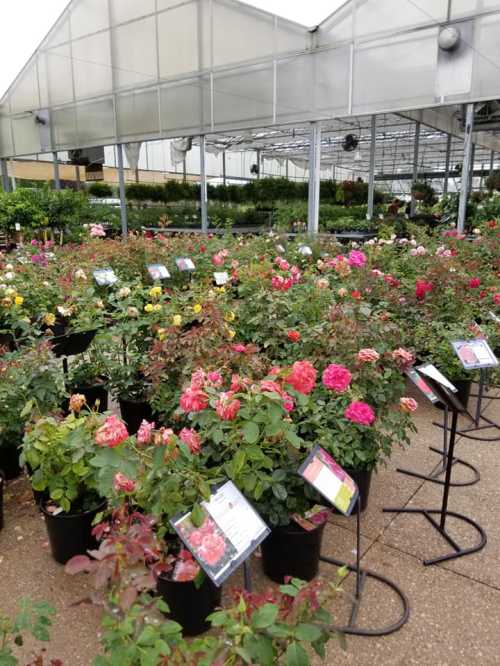 A greenhouse filled with colorful rose plants in pots, each labeled with information on display.