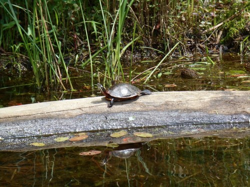 A turtle sunbathing on a log near a calm water body, surrounded by green grass and plants.