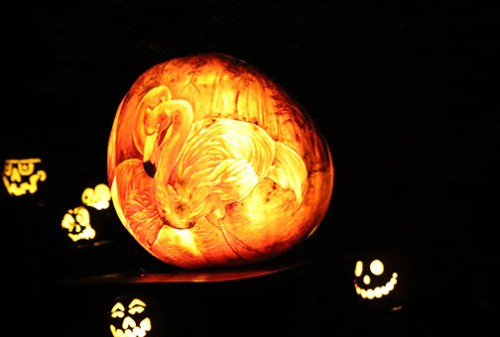 A carved pumpkin featuring a swan design, illuminated among other jack-o'-lanterns in a dark setting.