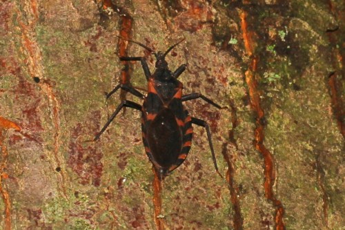 A black and orange insect clings to the textured surface of a tree trunk.