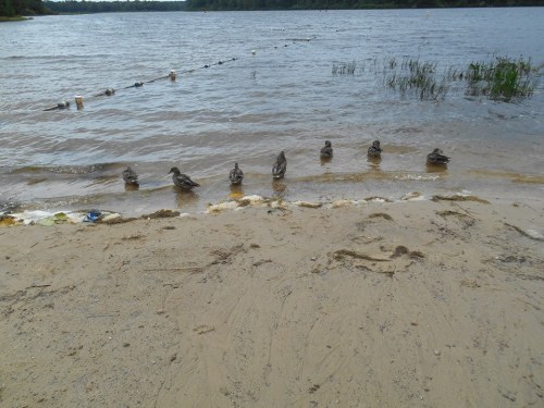 A sandy shore with a calm lake, featuring a line of ducks near the water's edge.