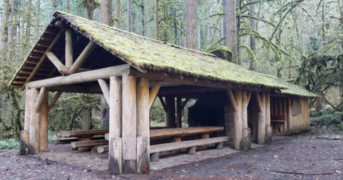 A rustic wooden shelter with a moss-covered roof, surrounded by tall trees in a forested area.