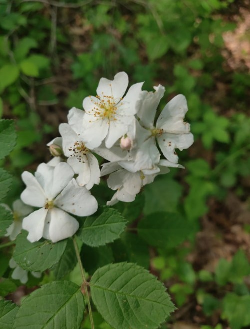 A close-up of white flowers with yellow centers, surrounded by green leaves in a natural setting.