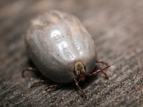 Close-up of a gray tick on a wooden surface, showcasing its rounded body and small legs.