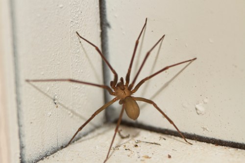 A brown spider with long legs positioned in the corner of a room, near a white wall.
