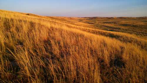 Golden grasslands stretch across rolling hills under a clear blue sky, capturing the beauty of a serene landscape.