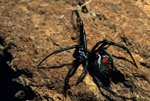 A black widow spider with a glossy body and red hourglass markings, resting on a textured brown surface.
