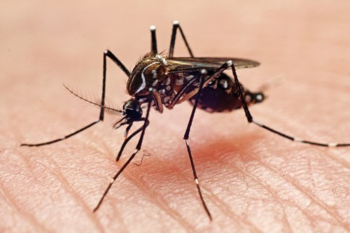 Close-up of a mosquito feeding on human skin, showcasing its detailed body and wings.