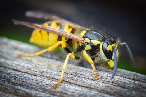 Close-up of a yellow and black wasp resting on a wooden surface, showcasing its detailed features and wings.