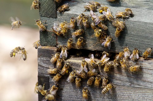 A close-up of bees swarming around a wooden beehive entrance, with some bees carrying pollen.