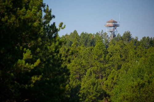 A tall observation tower rises above a dense forest of green trees under a clear blue sky.