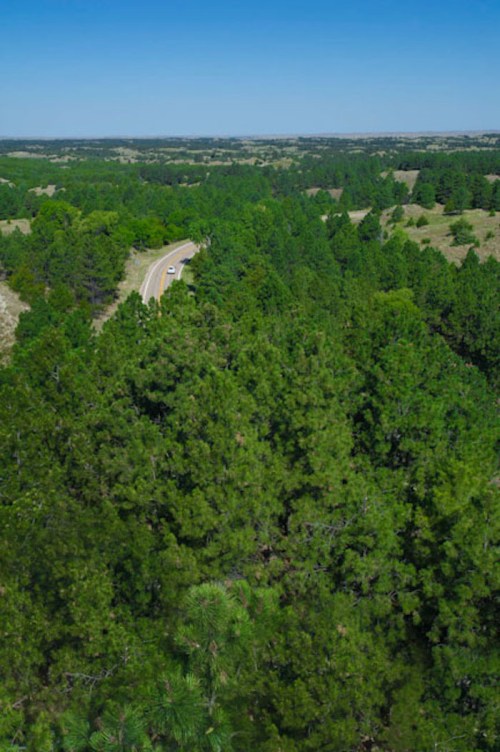 Aerial view of a winding road through dense green pine trees and open fields under a clear blue sky.
