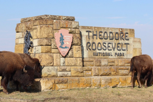 Bison grazing near the entrance sign of Theodore Roosevelt National Park, featuring stone and metal elements.
