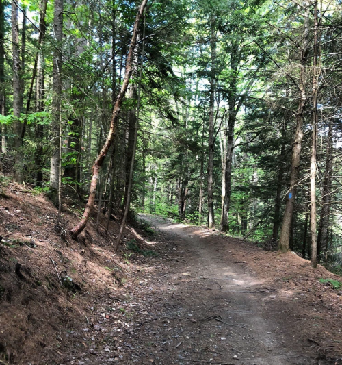 A winding dirt path through a lush green forest, surrounded by tall trees and dappled sunlight.