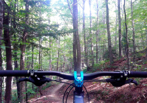 View from a mountain bike handlebars on a forest trail, surrounded by tall trees and dappled sunlight.