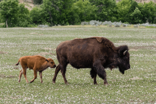 A bison and its calf walking together in a grassy field with trees in the background.