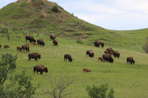 A herd of bison grazing on a green hillside, with several calves among them.