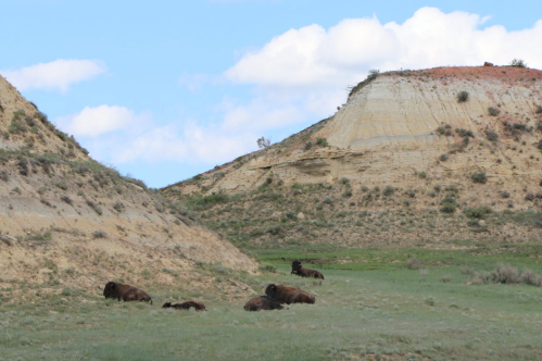 A serene landscape featuring rolling hills and several bison resting on green grass under a blue sky with clouds.