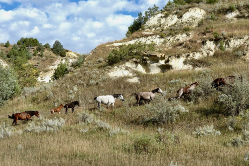 A group of horses grazing on a grassy hillside with shrubs and a cloudy sky in the background.