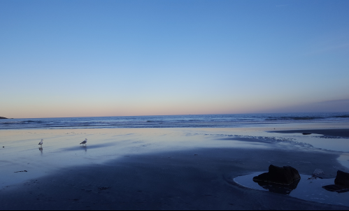 A serene beach at sunset, with gentle waves and two birds walking along the wet sand.