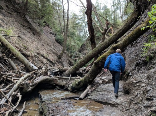 A person in a blue jacket walks along a rocky path in a forested canyon with fallen trees and a small stream.