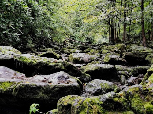 A serene forest scene featuring moss-covered rocks and lush green trees, creating a tranquil natural landscape.