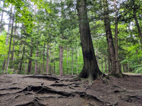A lush forest scene with tall trees and exposed roots on the ground, surrounded by vibrant green foliage.