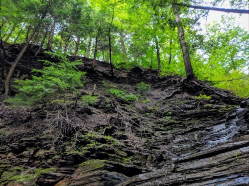 A rocky hillside covered in lush green trees and foliage under a bright blue sky.