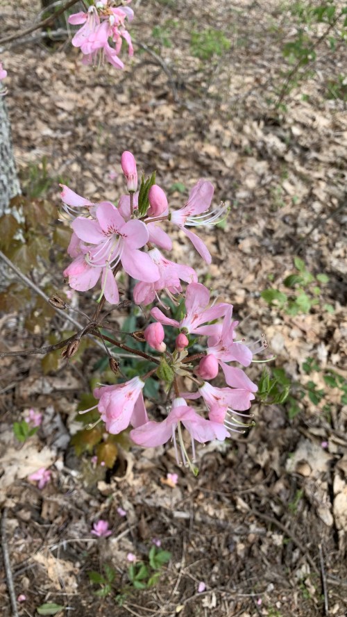 A cluster of pink flowers blooming among green leaves and fallen brown leaves in a forest setting.