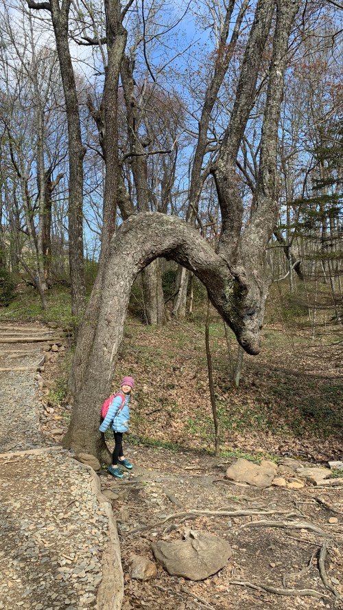 A child in a blue jacket and pink hat stands beside a uniquely curved tree in a wooded area.