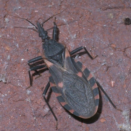 Close-up of a black and orange insect with a textured body, resting on a rough, brown surface.