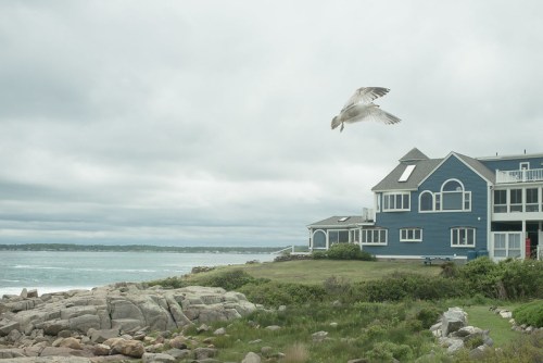 A seagull flies over a coastal house near rocky shores and a cloudy sky.