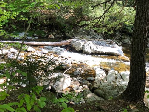 A serene forest scene featuring a flowing creek, smooth rocks, and lush green foliage. Sunlight filters through the trees.