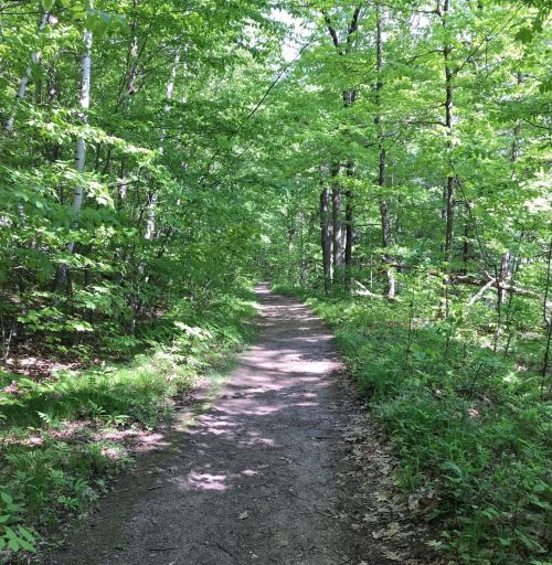 A serene dirt path winding through a lush green forest with trees on either side.