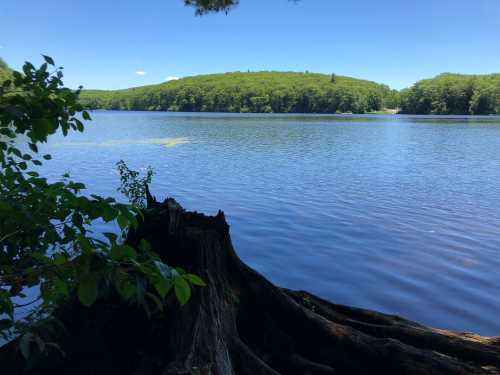 A serene lake surrounded by lush green hills under a clear blue sky, with tree roots visible in the foreground.