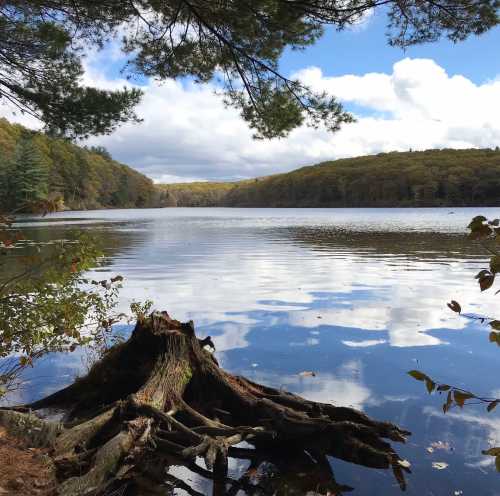 A serene lake surrounded by trees, with a cloudy sky reflecting on the water's surface and a tree stump in the foreground.