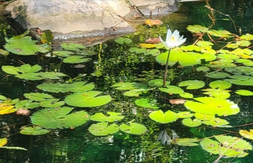 A serene pond with green lily pads and a single white water lily blooming amidst the reflections.