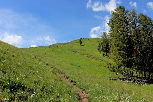 A grassy hillside with a winding path, dotted with wildflowers and framed by tall trees under a blue sky with clouds.