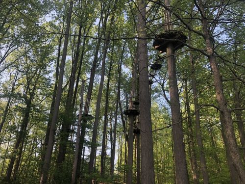 Treehouses perched high in tall trees, surrounded by lush green foliage in a serene forest setting.