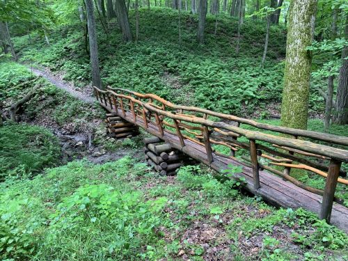 A wooden bridge spans a small creek in a lush, green forest with ferns and trees surrounding the area.