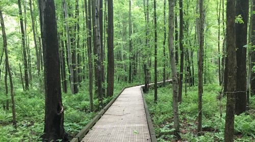 A wooden boardwalk winding through a lush green forest with tall trees and ferns on either side.