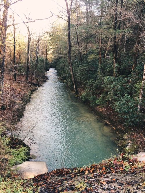 A serene river flows through a wooded area, surrounded by trees and greenery, with sunlight filtering through the leaves.
