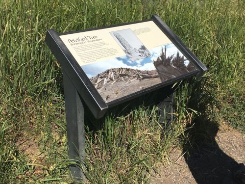 Sign about a petrified tree, surrounded by tall grass, with images and text detailing its history and significance.