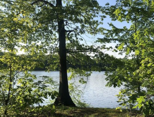 A tall tree stands by a calm lake, surrounded by lush green foliage under a clear blue sky.