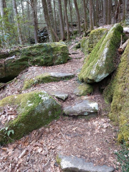 A moss-covered trail winding through a forest, flanked by large rocks and surrounded by trees.