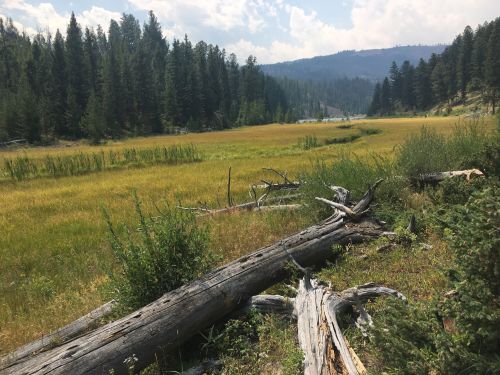 A serene landscape featuring a grassy meadow surrounded by trees and fallen logs under a cloudy sky.