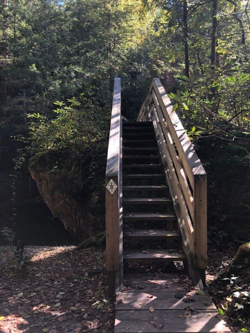 A wooden bridge with stairs leads through a lush, green forest. Sunlight filters through the trees.