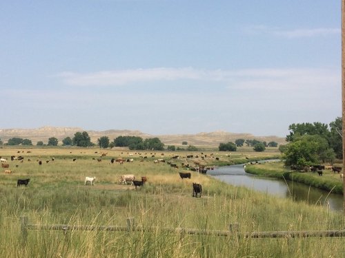 A serene landscape featuring a river winding through grassy fields with cows grazing under a clear blue sky.